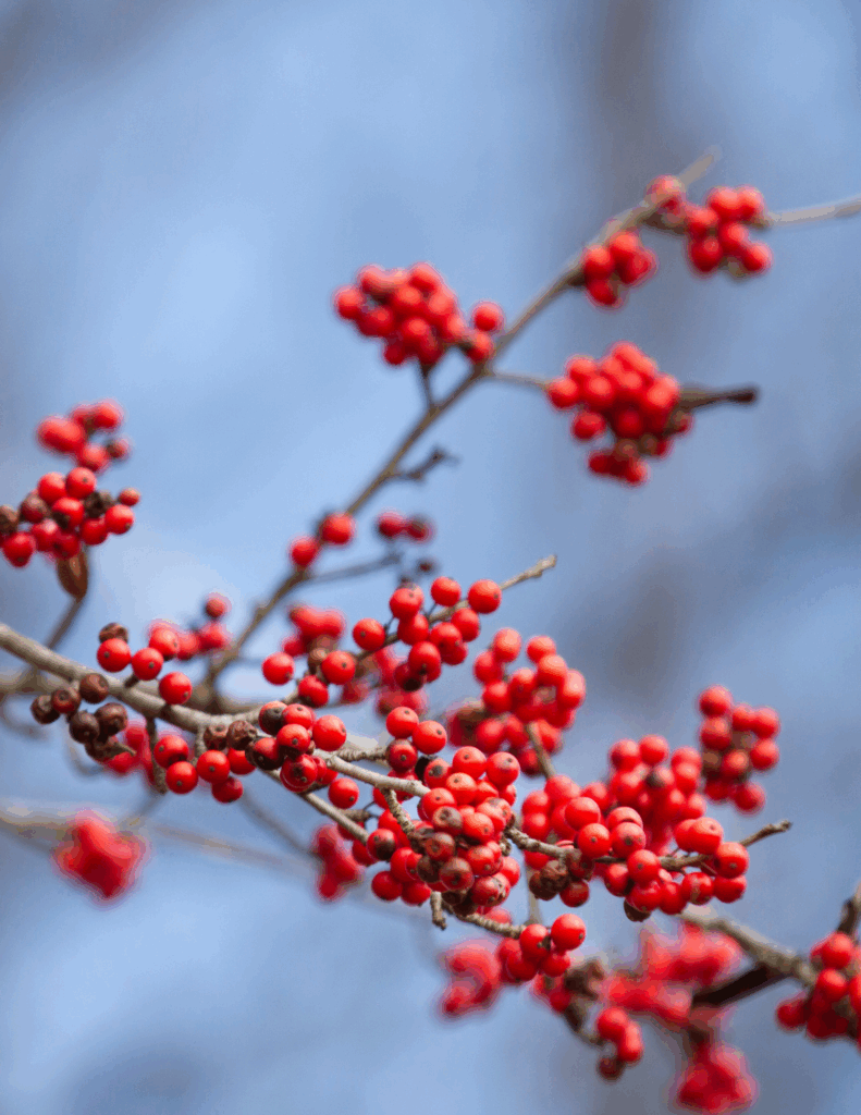 Plants That Bloom All Year: A Curator’s Guide to Seasonal Gardening