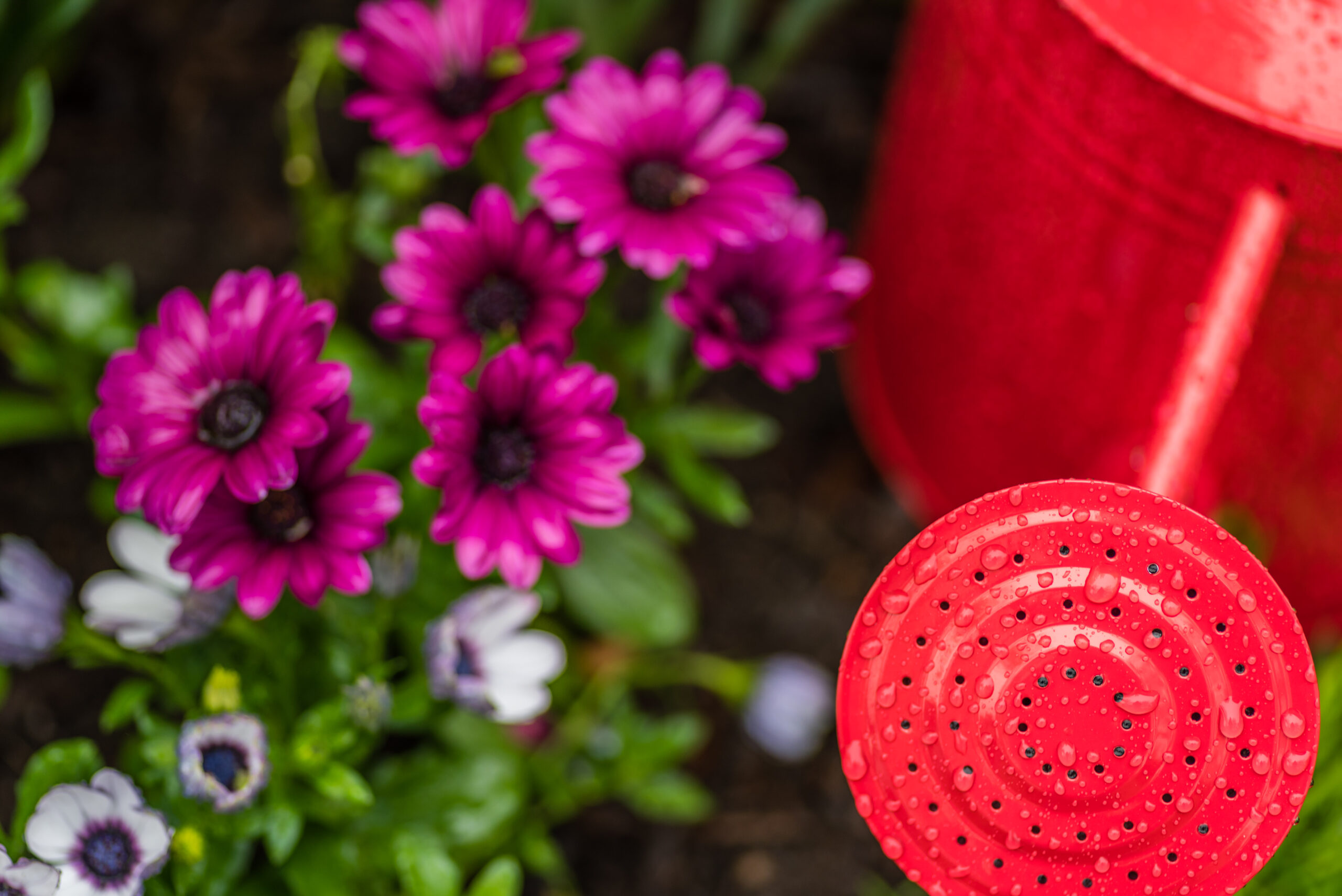 The Beginner’s Guide to Choosing the Right Plants for Small Gardens