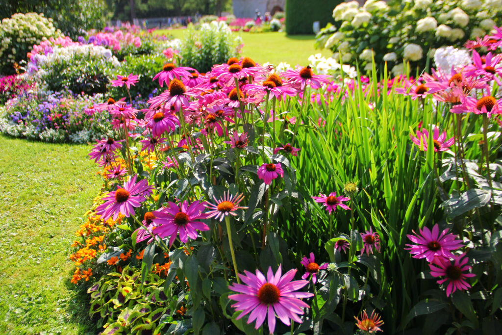 Plants That Bloom All Year: A Curator’s Guide to Seasonal Gardening