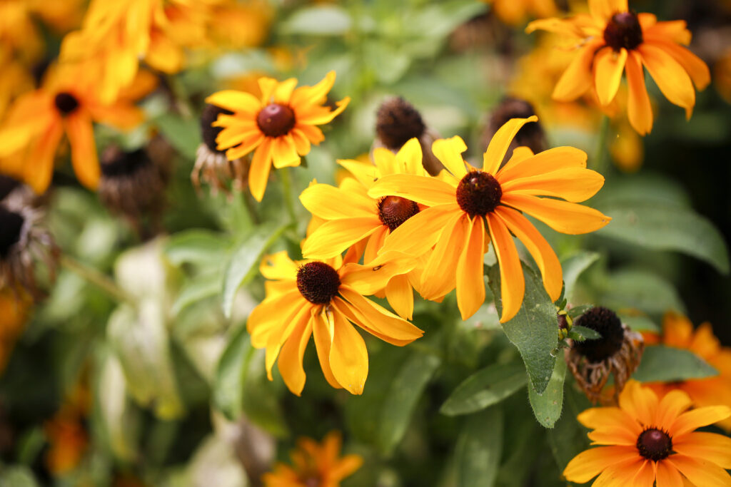 Plants That Bloom All Year: A Curator’s Guide to Seasonal Gardening