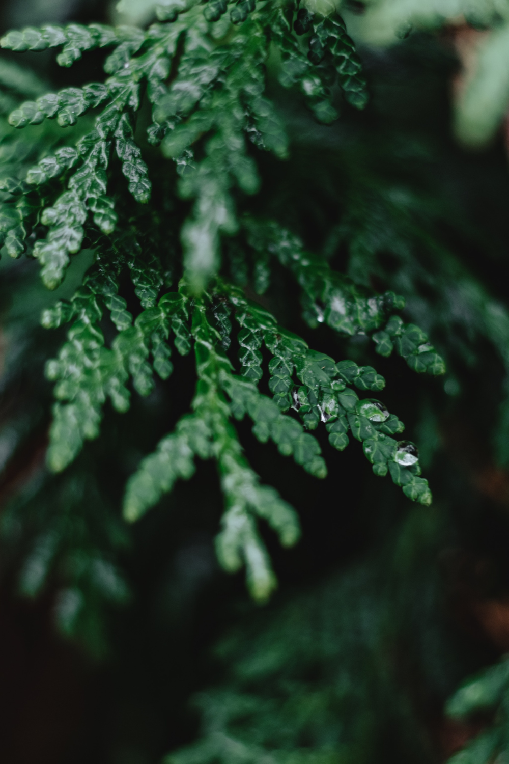 winter garden structure