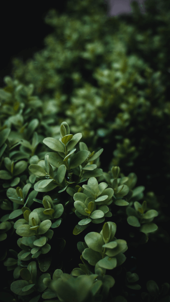 10 Evergreens for Small Gardens That Make Spaces Shine