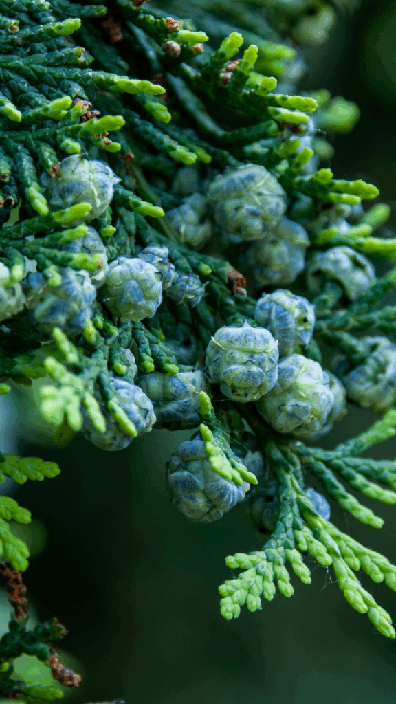 10 Evergreens for Small Gardens That Make Spaces Shine