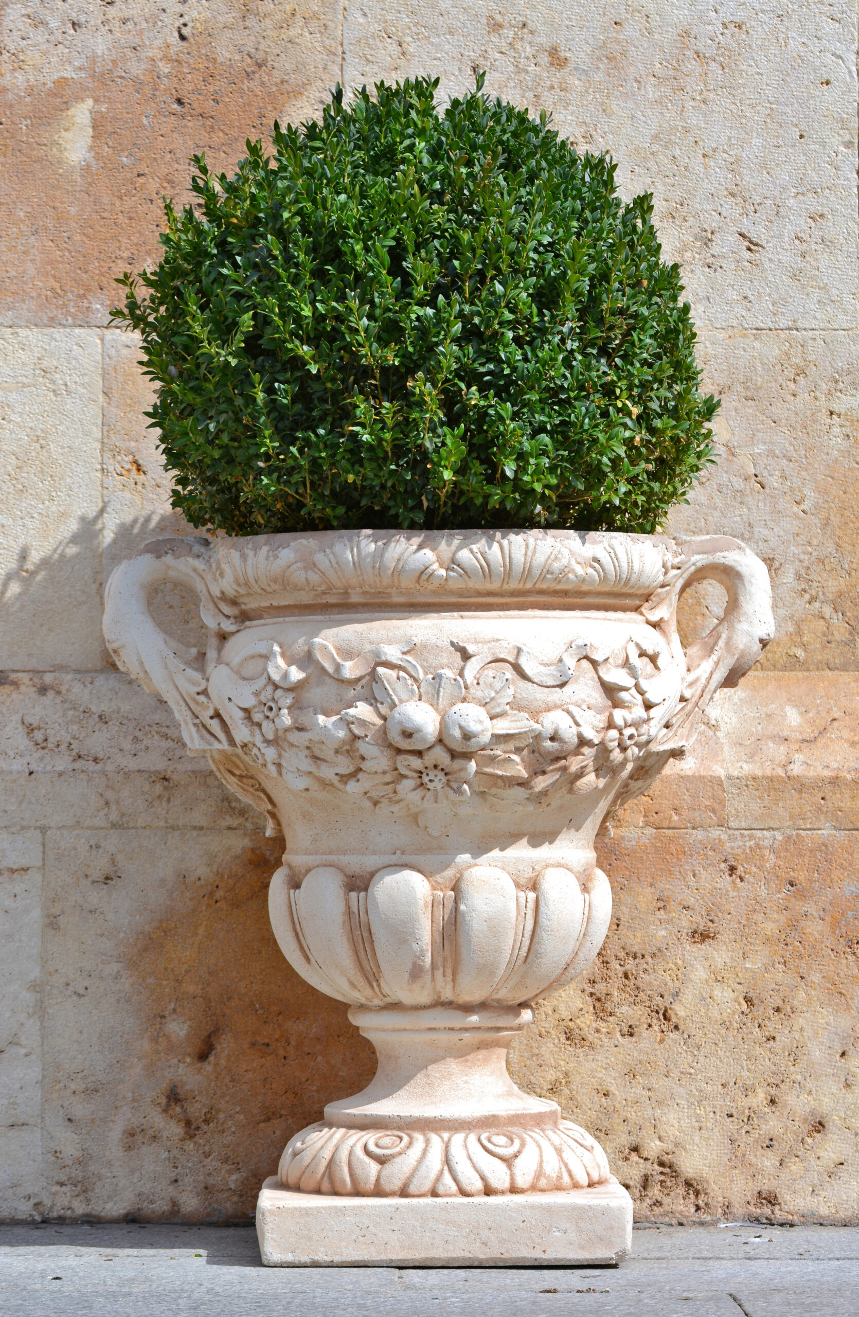boxwoods for small gardens