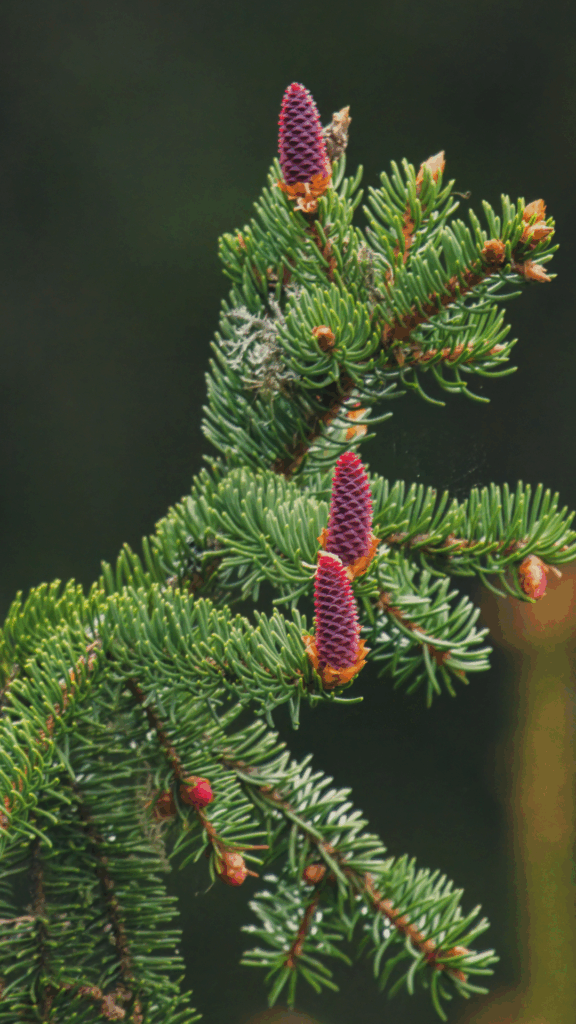 10 Evergreens for Small Gardens That Make Spaces Shine