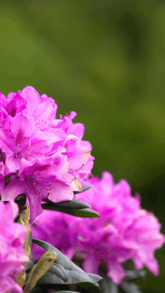 10 Evergreens for Small Gardens That Make Spaces Shine