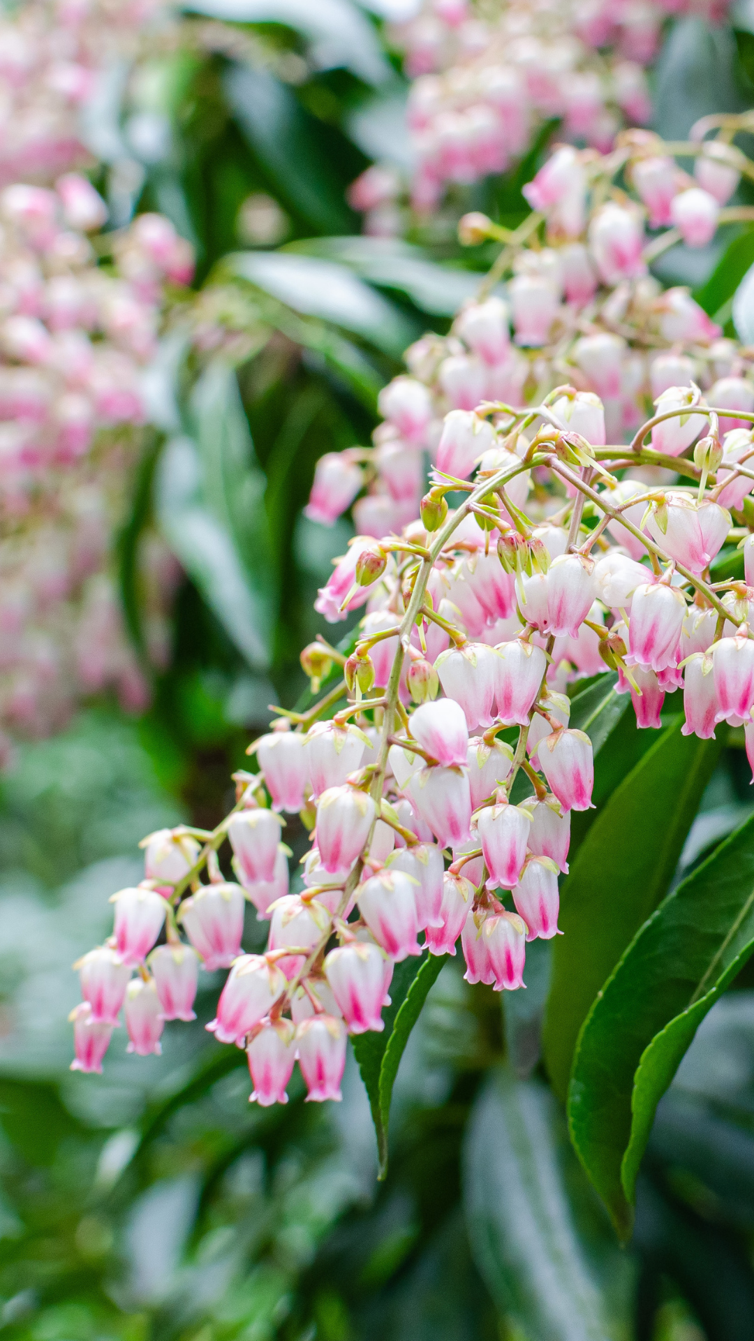 10 Evergreens for Small Gardens That Make Spaces Shine