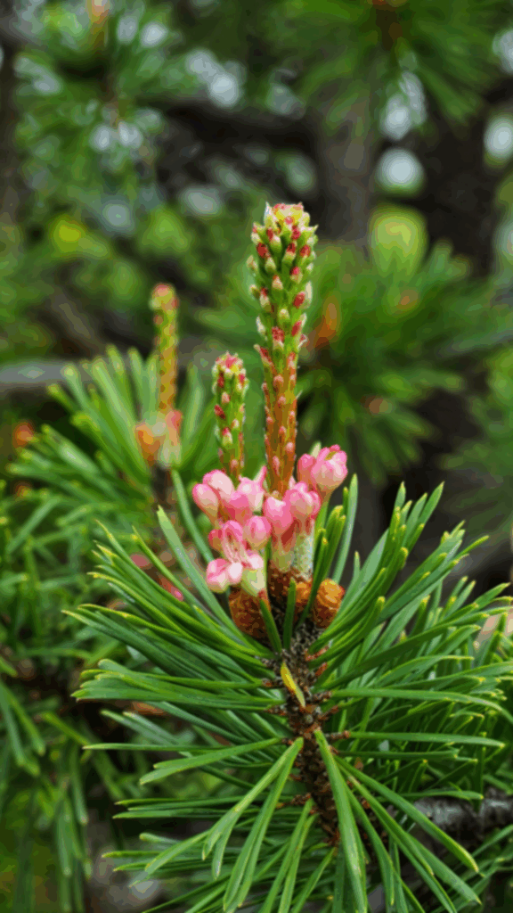 10 Evergreens for Small Gardens That Make Spaces Shine