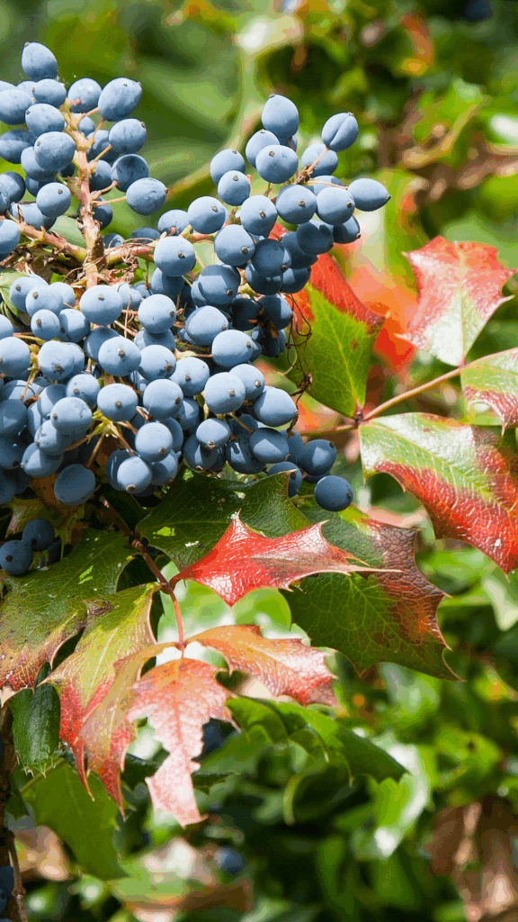 10 Evergreens for Small Gardens That Make Spaces Shine