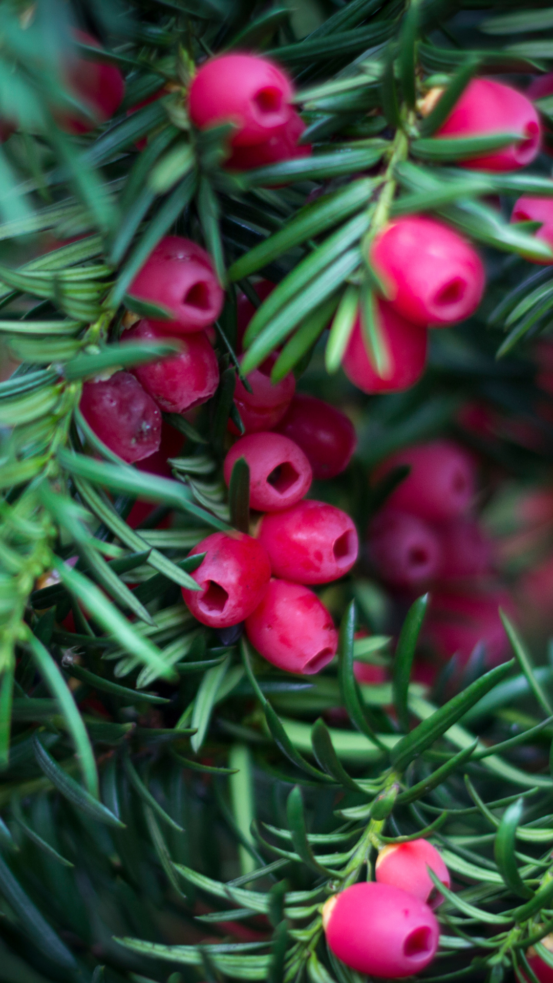 10 Evergreens for Small Gardens That Make Spaces Shine