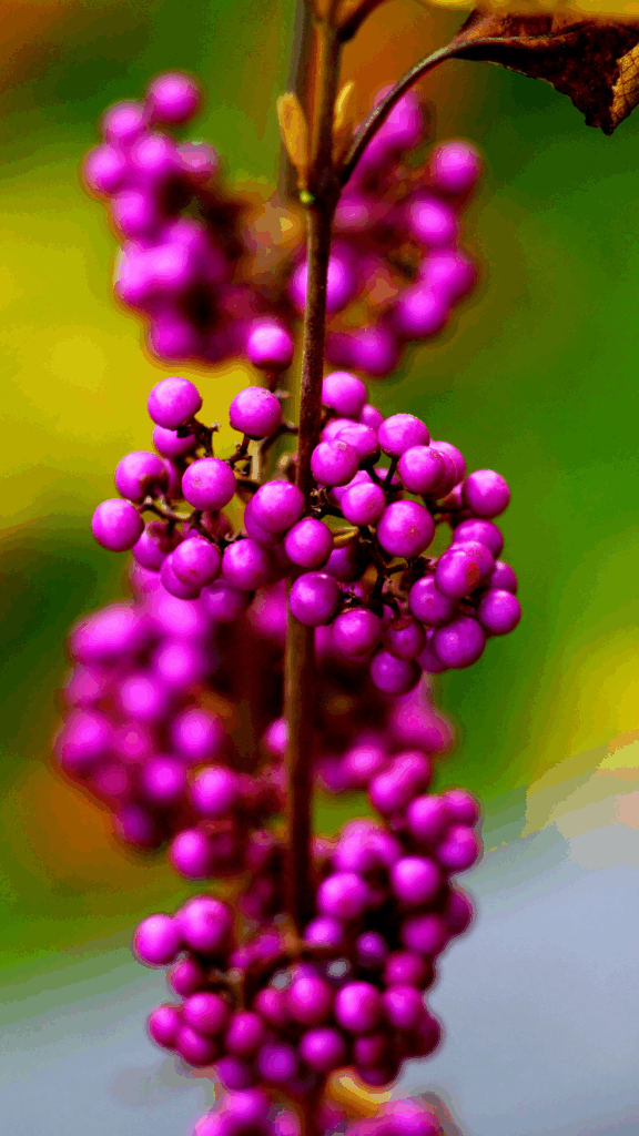 beautyberry
