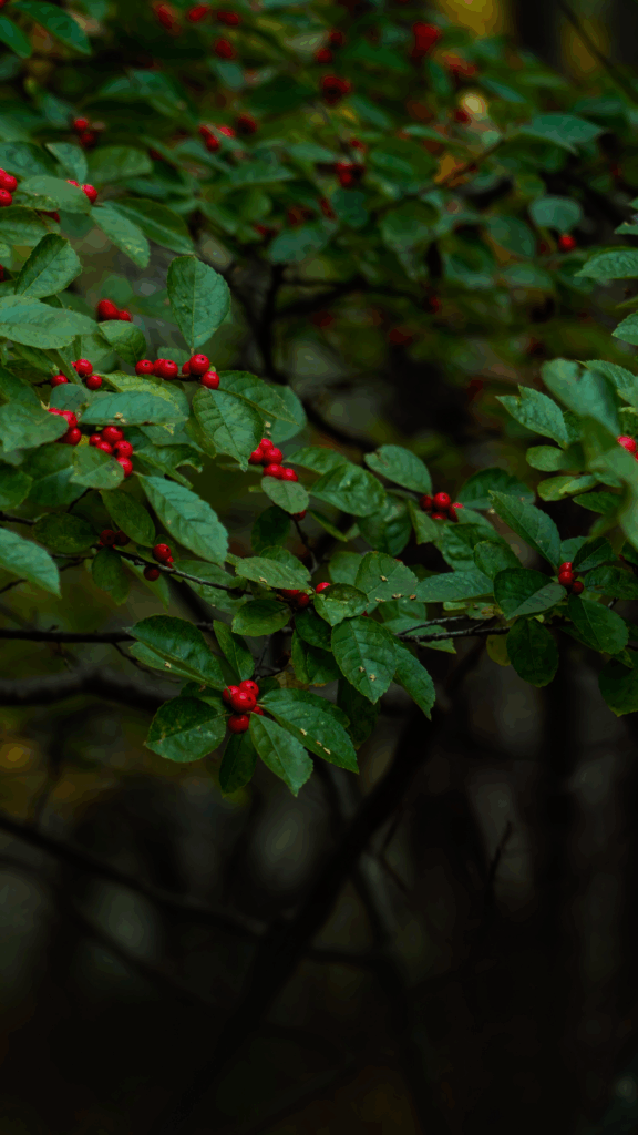 winterberry holly