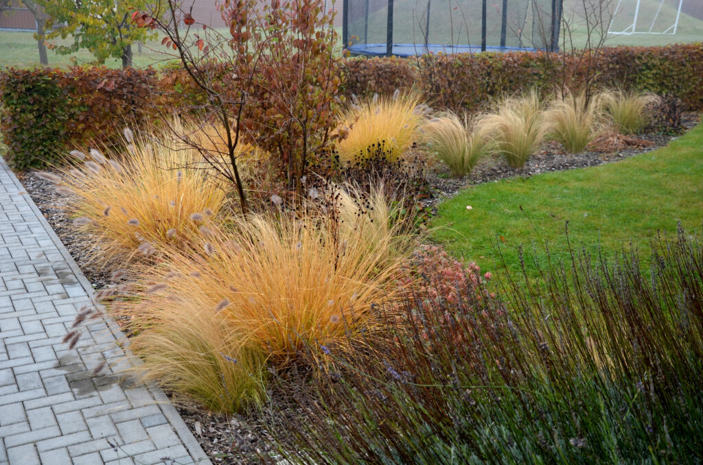 ornamental grasses