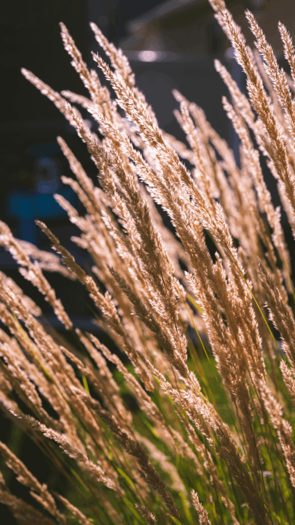 ornamental grasses