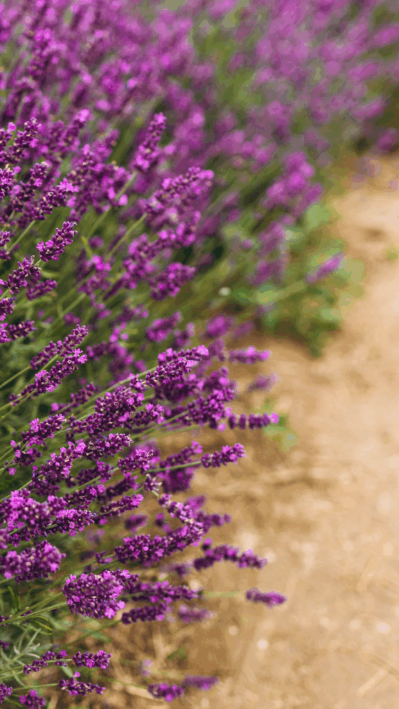 small cottage garden design