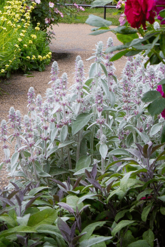 Small Cottage Garden Layout for a Front Yard