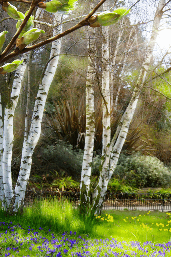 Small Cottage Garden Layout for a Front Yard