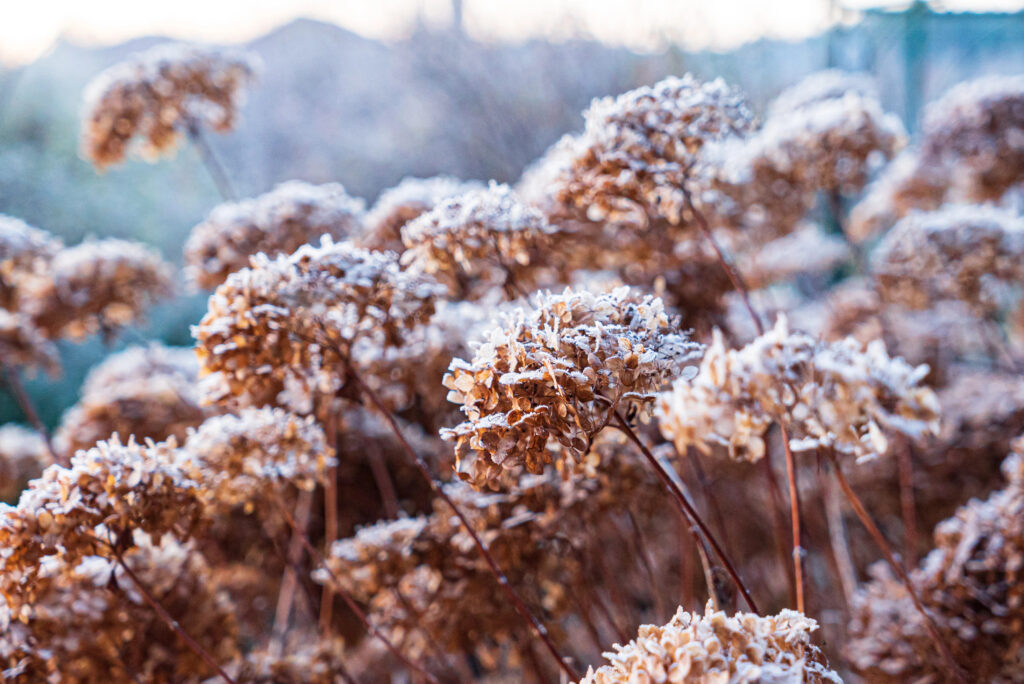 Winter Cottage Garden Ideas to Keep Your Yard Beautiful All Season