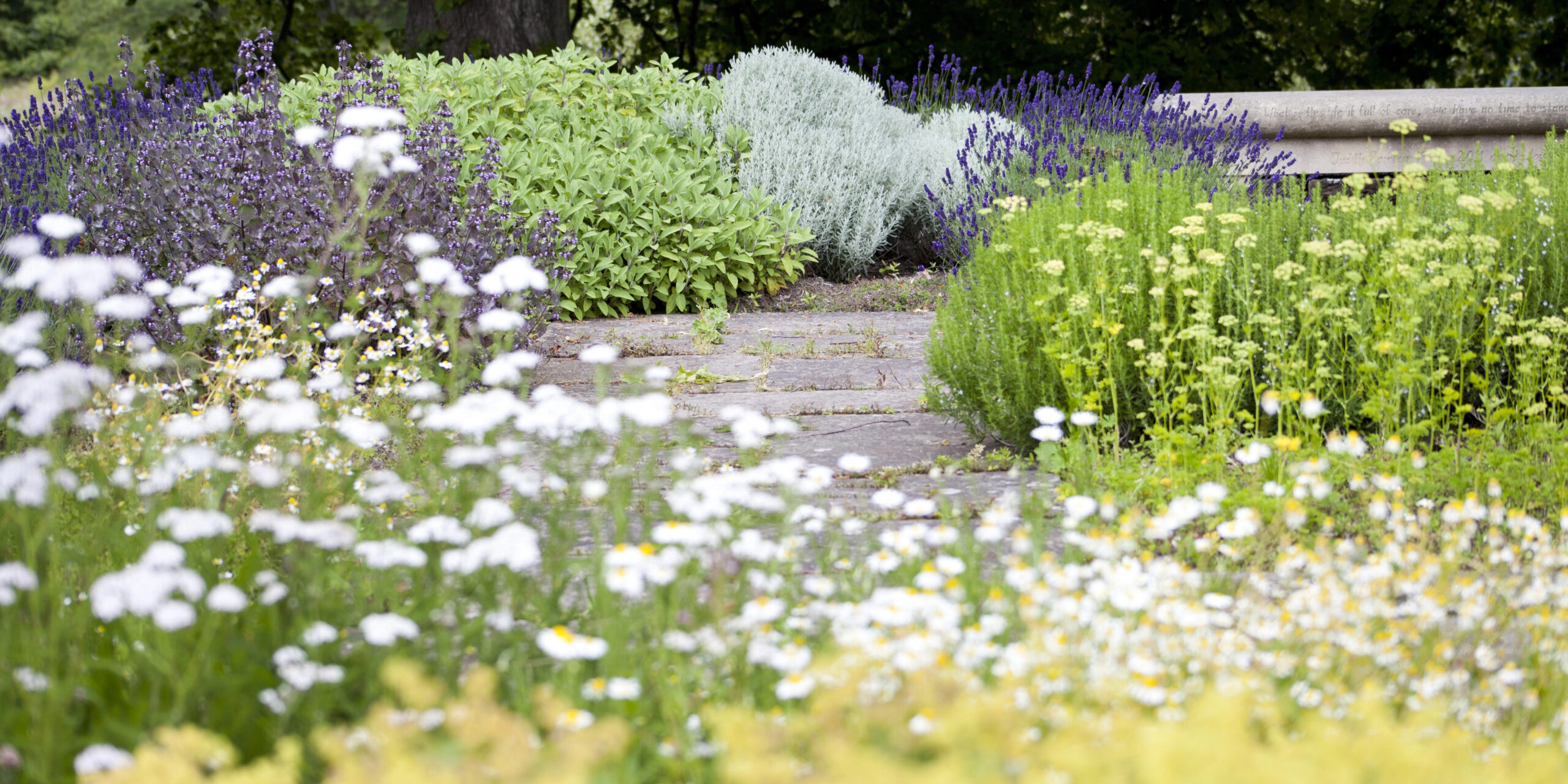 best plants for front of house