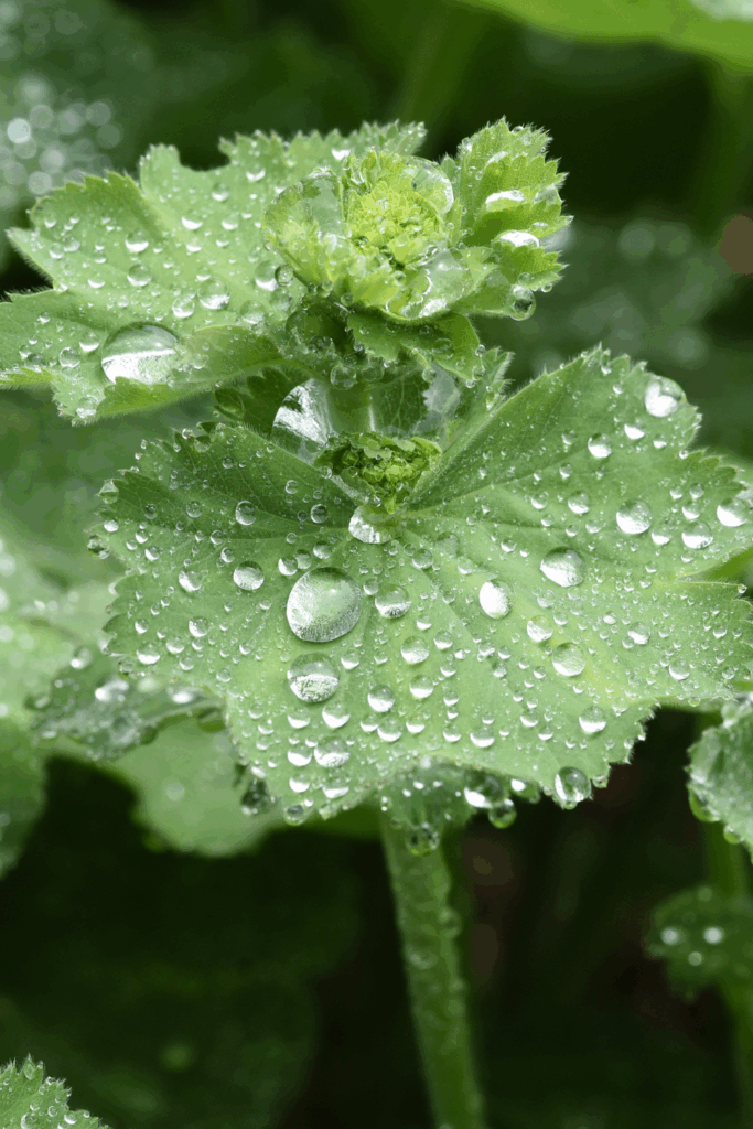 cottage garden design