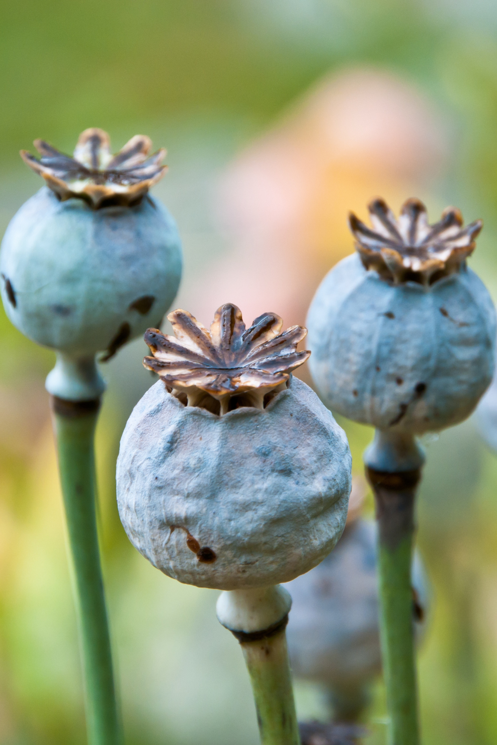 Seedheads in the Garden