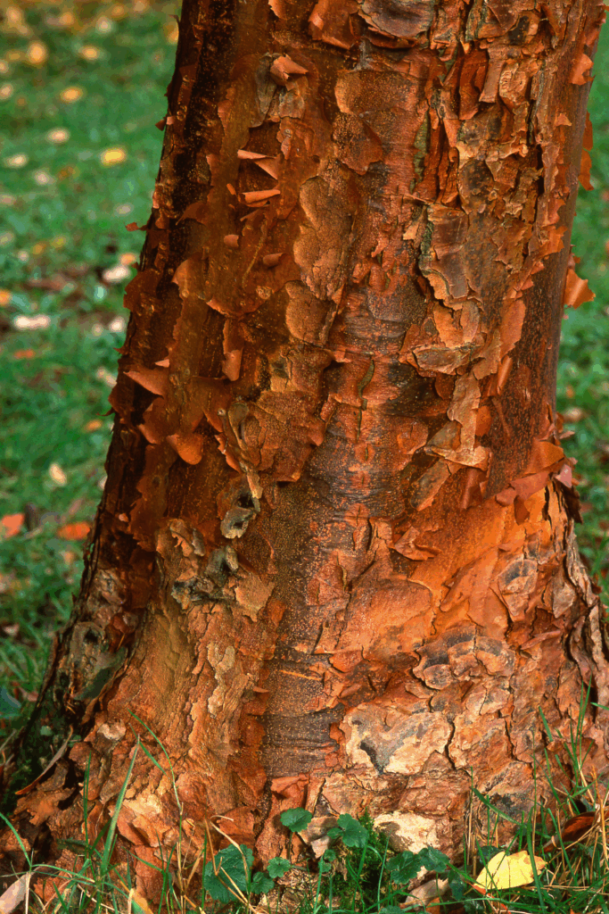 Winter Cottage Garden Ideas to Keep Your Yard Beautiful All Season