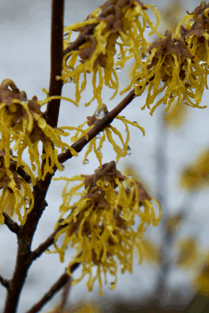 Winter Cottage Garden Ideas to Keep Your Yard Beautiful All Season