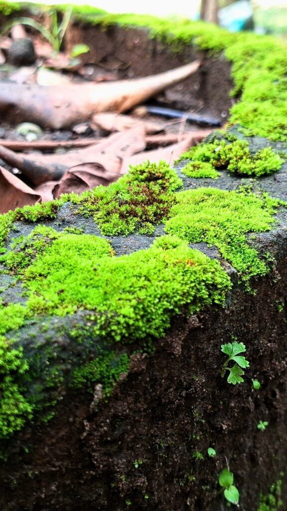 water features for small gardens