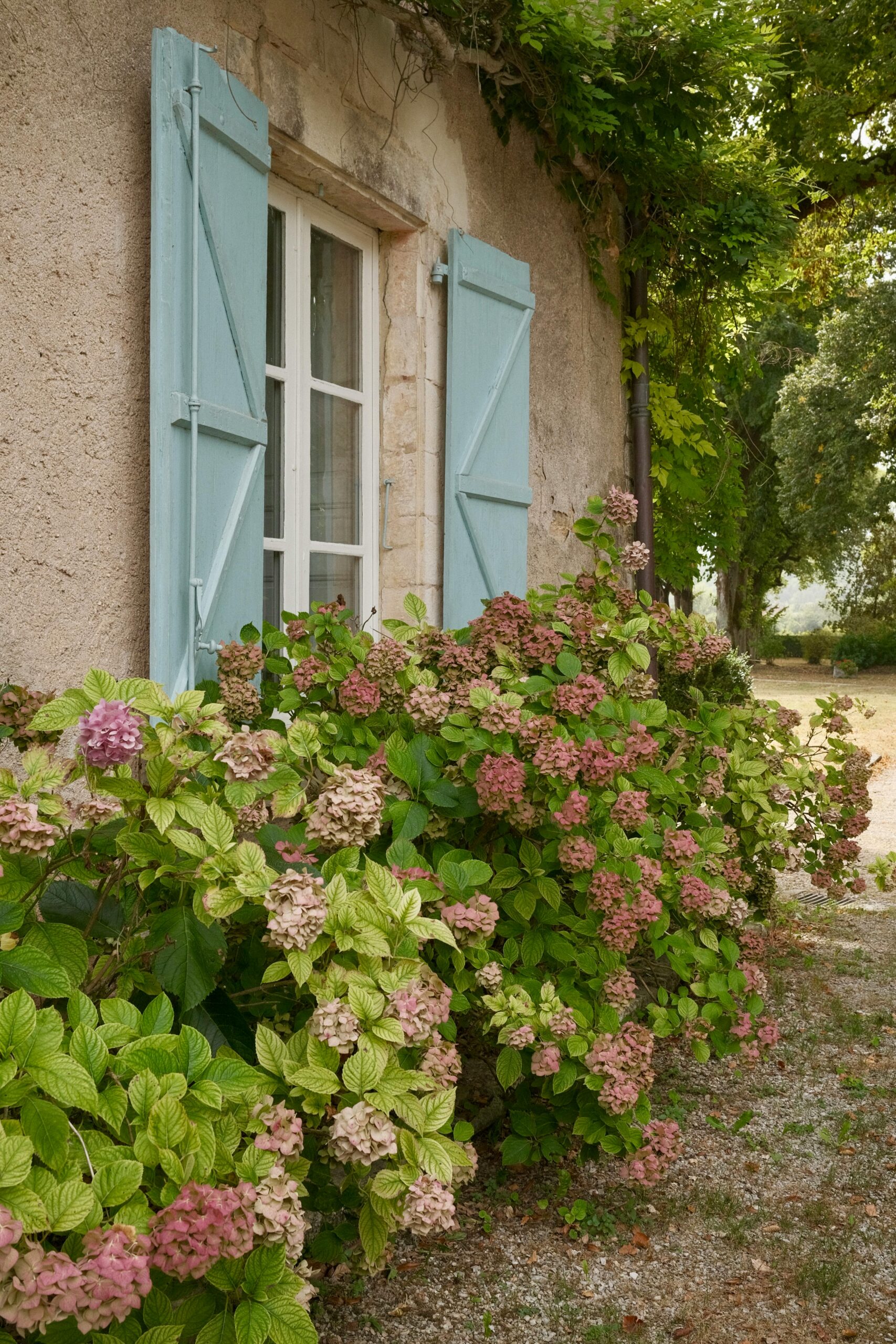 How to Make Your Garden Feel Like the South of France