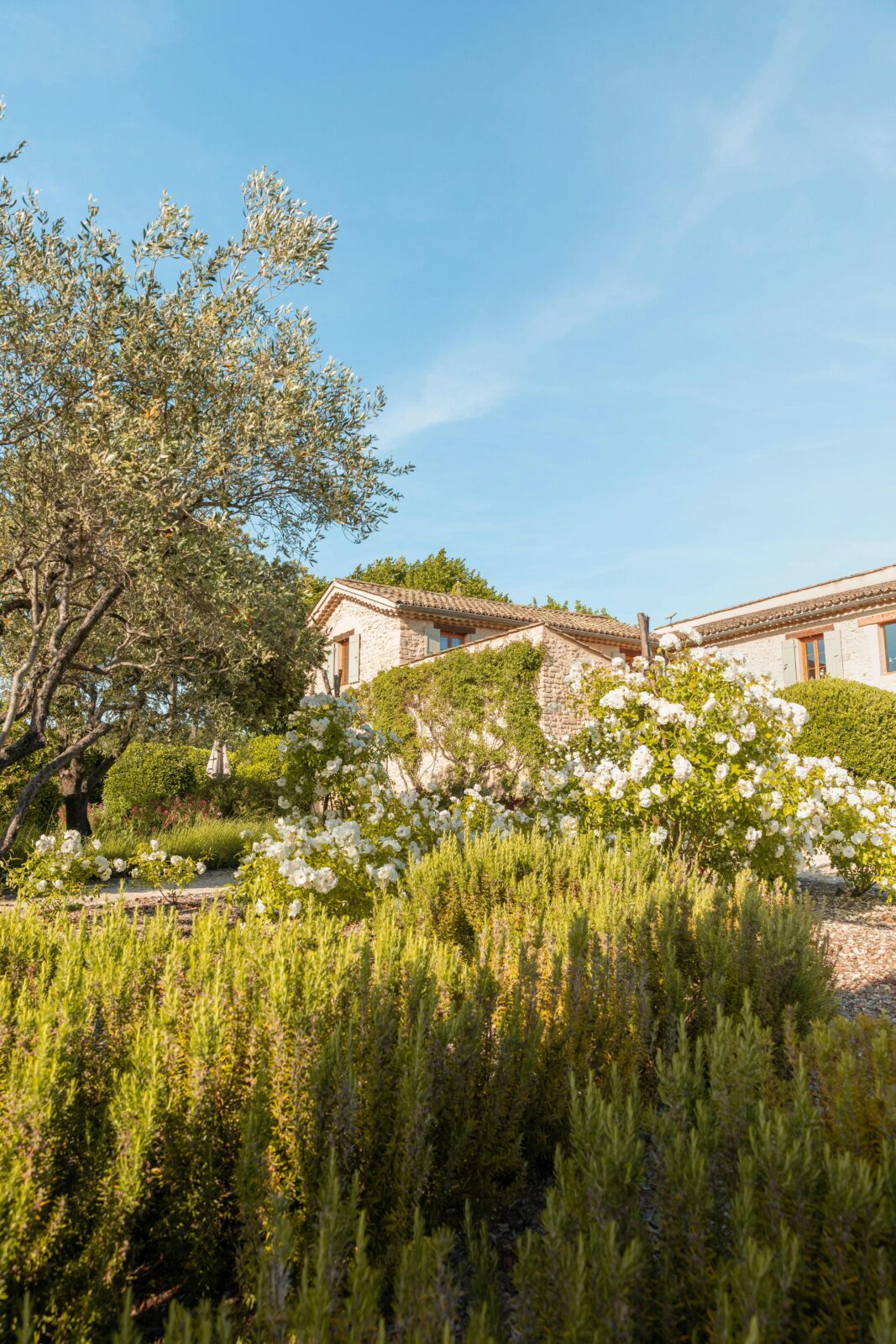 How to Make Your Garden Feel Like the South of France