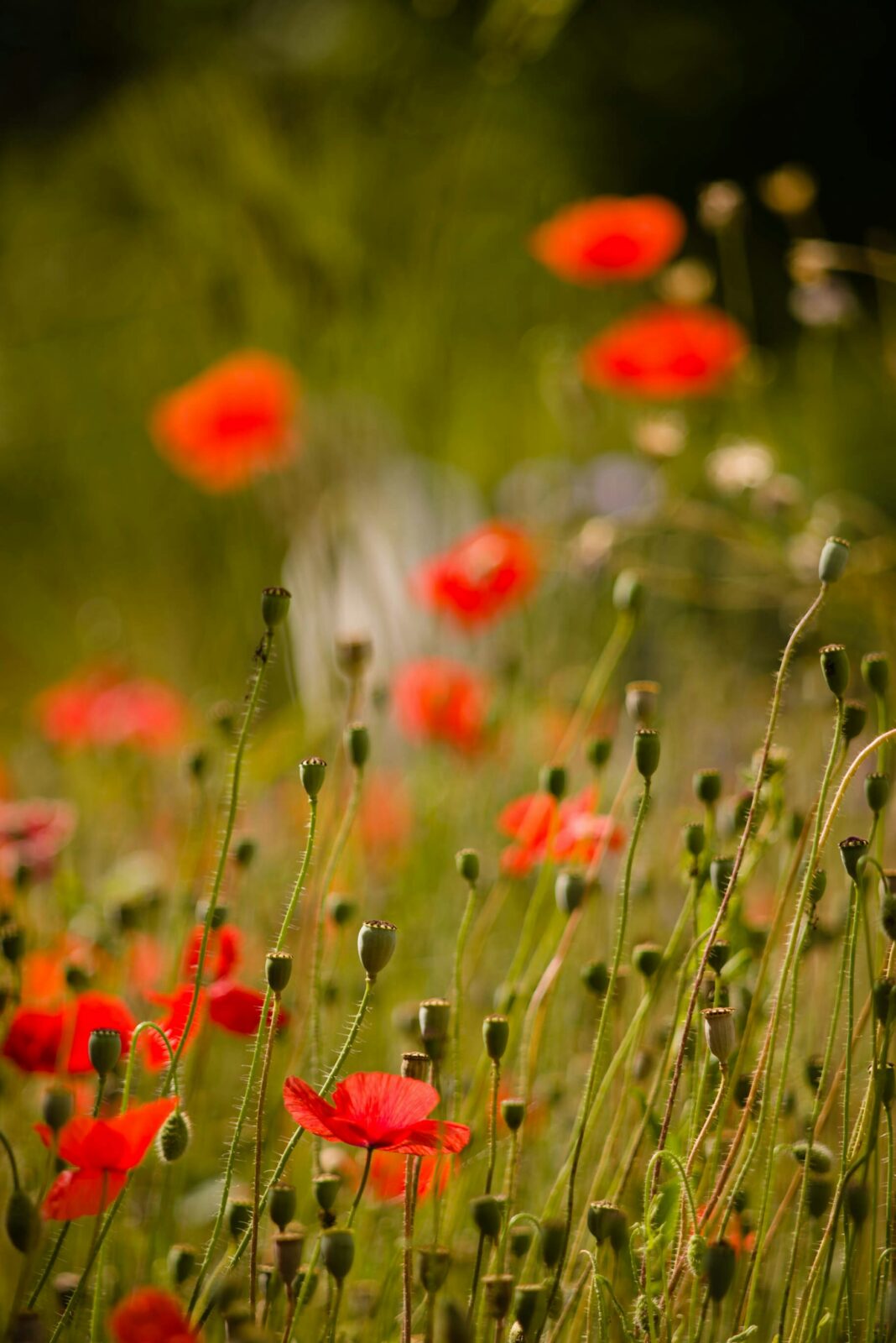 How to Make Your Garden Feel Like the South of France