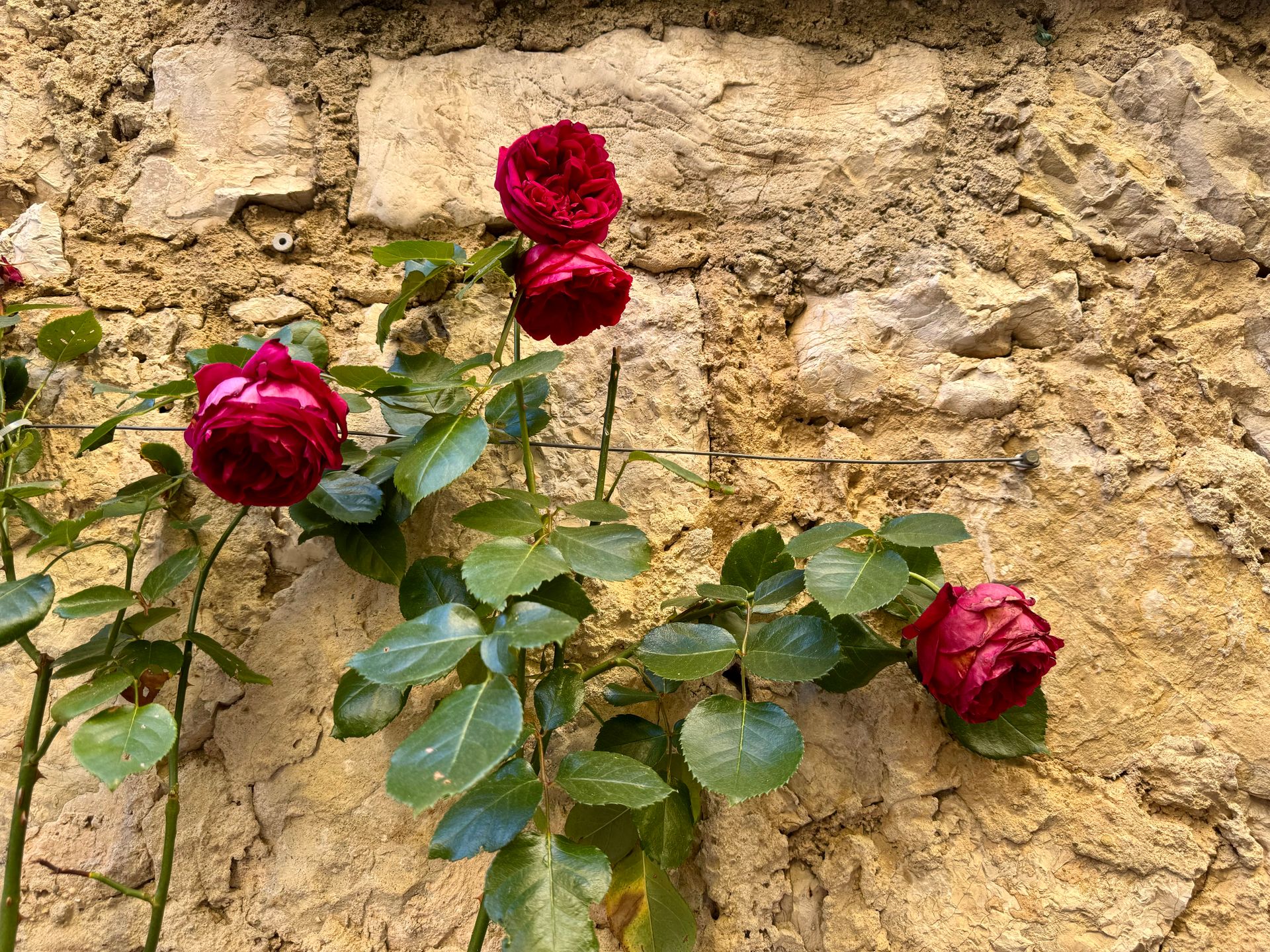 Why French Shutters and Climbing Roses Are Never an Accident