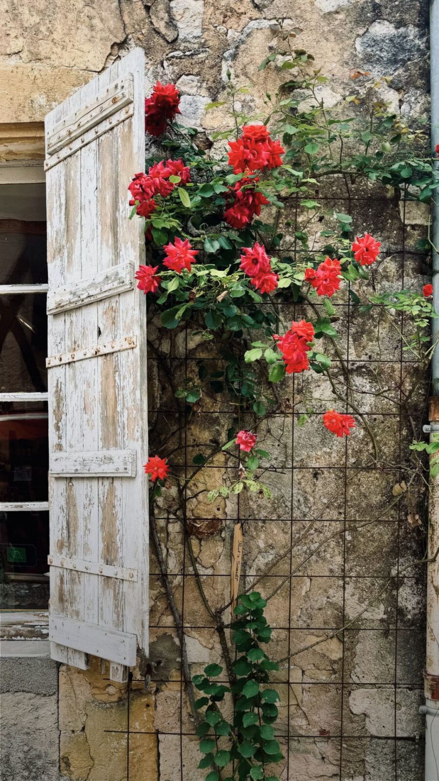 Antique chairs and broom against old house brick wall with pink roses and blue shutters. French country garden design