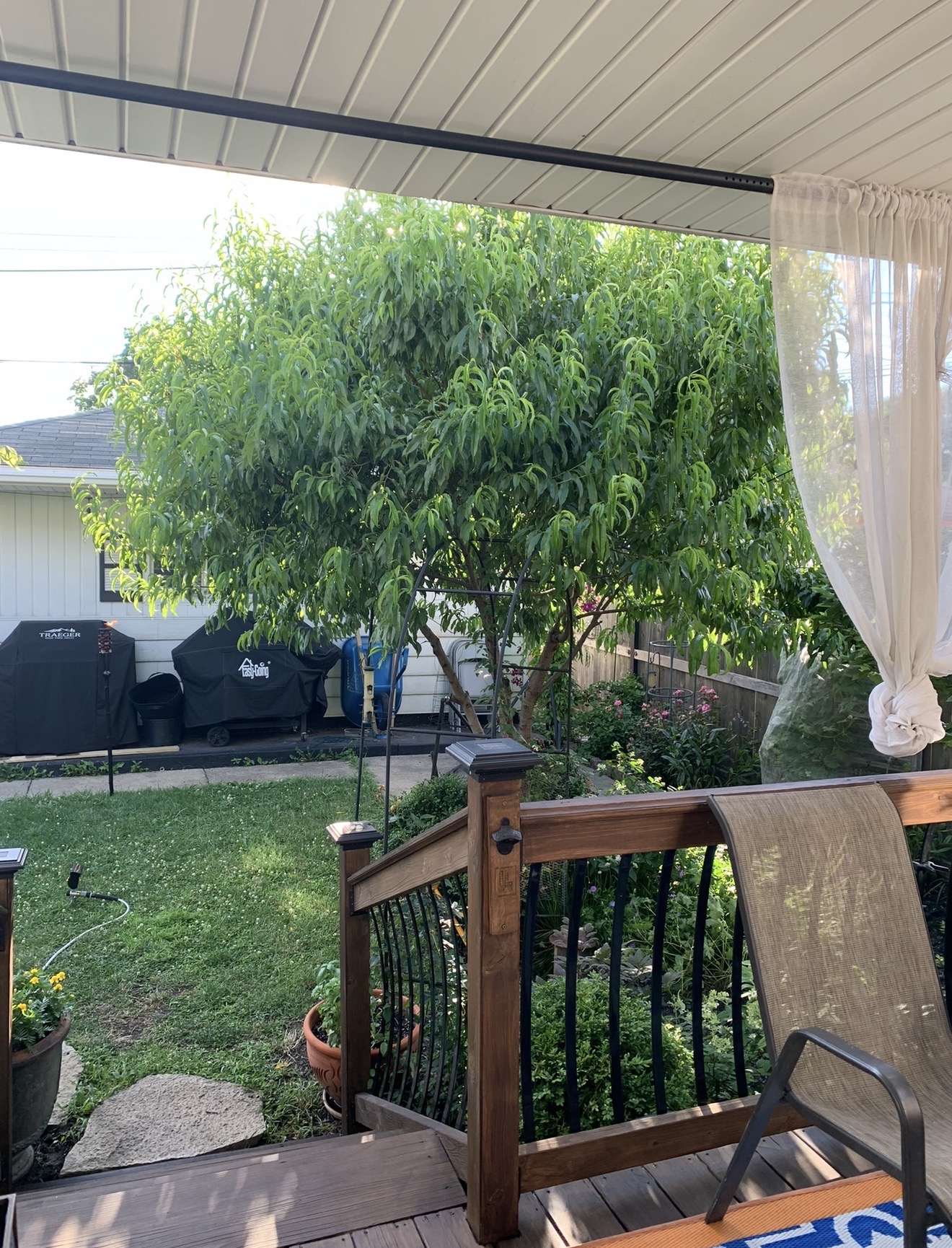 Large backyard peach tree in a family garden