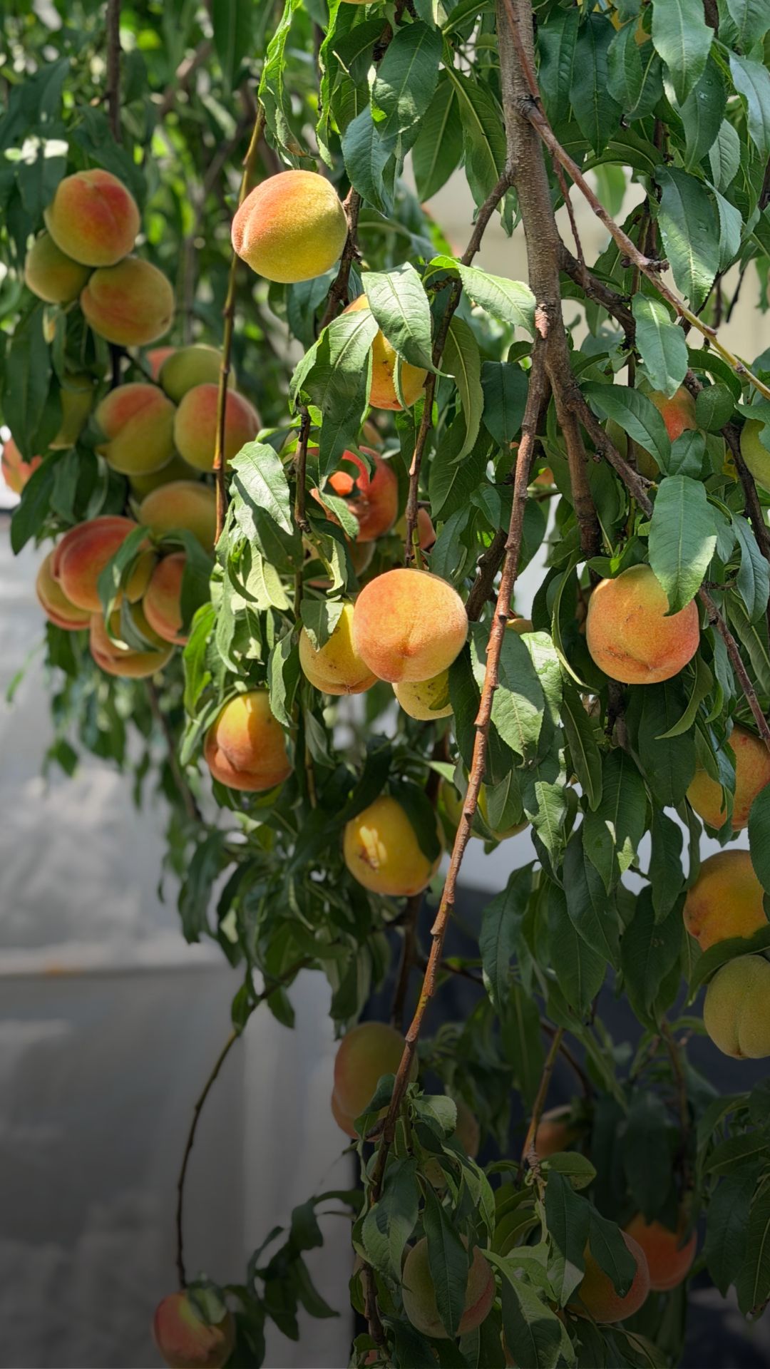 Ripe peaches growing on a fruit tree for a small garden